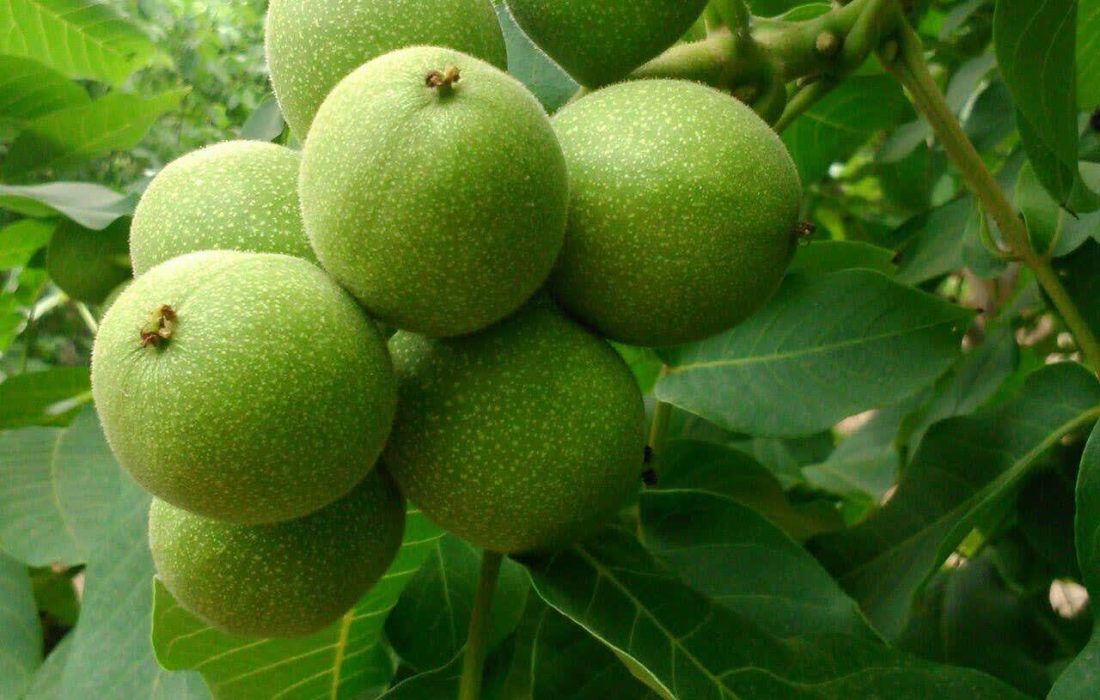 پیشبینی تولید 110 تن گردو از باغهاي نيريز