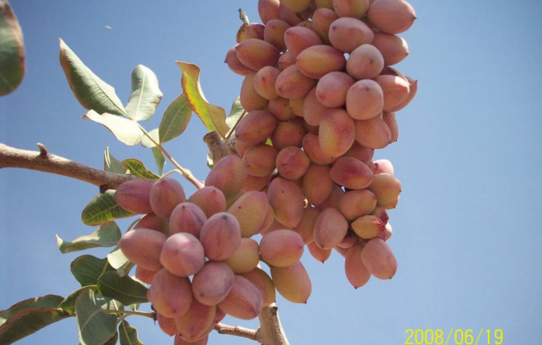 شروع برداشت محصول از قطب پسته استان فارس