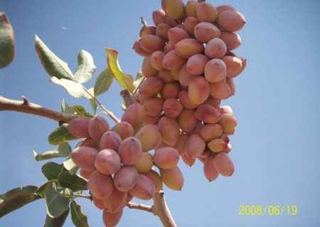 شروع برداشت محصول از قطب پسته استان فارس