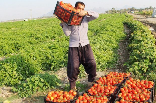 فارس در تولید گوجه فرنگی رتبه اول کشور را دارد