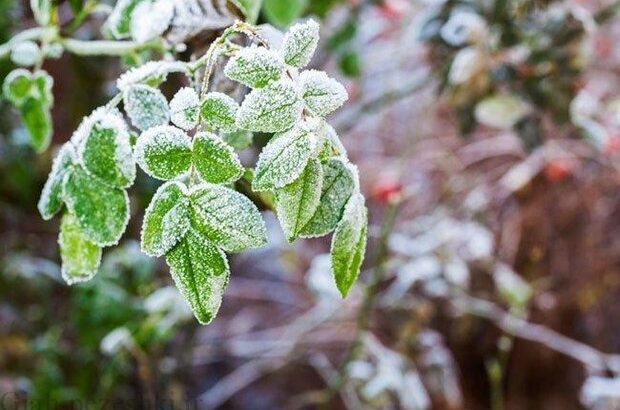 خسارت میلیاردی سرما به باغ‌ها و اراضی کشاورزی اقلید