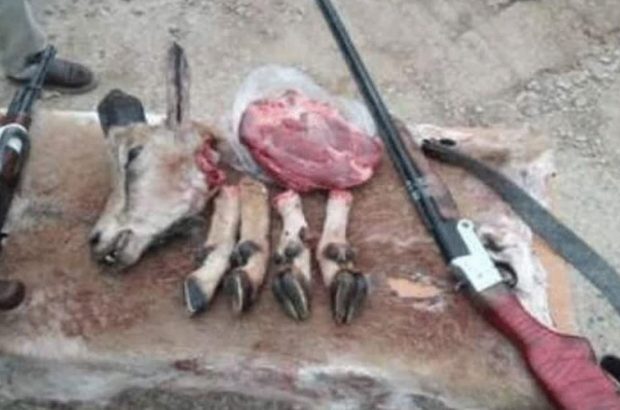 دستگیری شکارچیان قوچ و میش وحشی در سرچهان