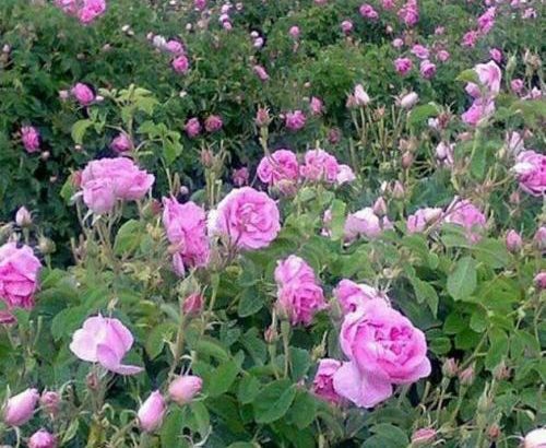 میمندبزرگترین تولید کننده گل محمدی در فارس دچار آشفته بازار قیمت گل محمدی شد
