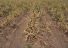 خسارت خشکسالی به ۳۳ هزار هکتار از مزارع مرودشت