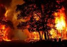 اشرف مخلوقات، عامل ۹۰ درصدی آتش‌سوزی‌ها در مراتع