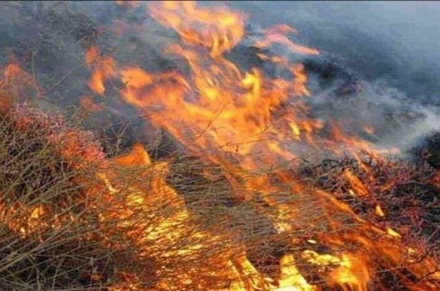 آتش ۱۰ هزار هکتار از مراتع فارس را خاکستر کرد