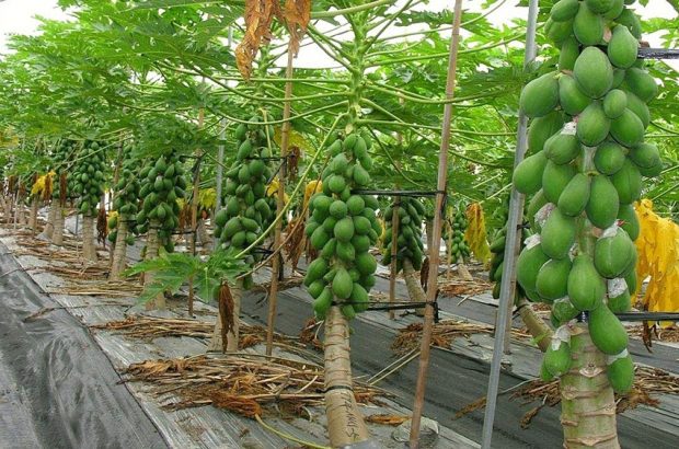 پرورش میوه‌های استوایی در داراب