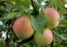 برداشت ارقام جدید سیب تابستانه در کامفیروز