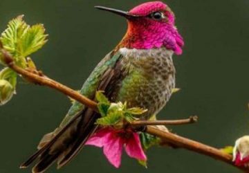 ویدئویی جذاب از تغییر رنگ پرنده‌ای زیبا