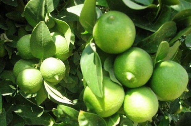 پیش بینی تولید بیش از ۶۰۰ تن لیمو ترش در فسا