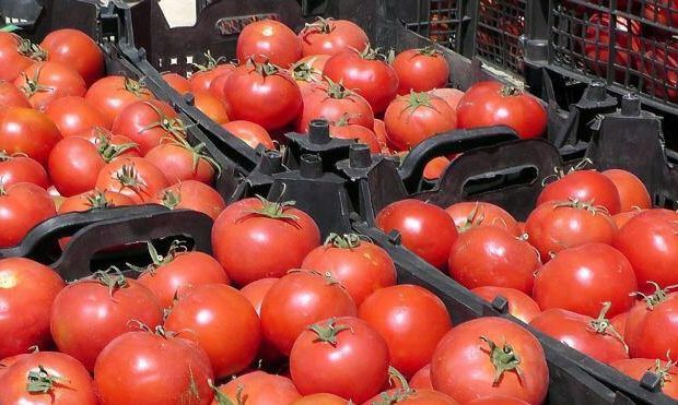 پیش بینی برداشت ۷۷ هزار تن گوجه‌فرنگی در ارسنجان