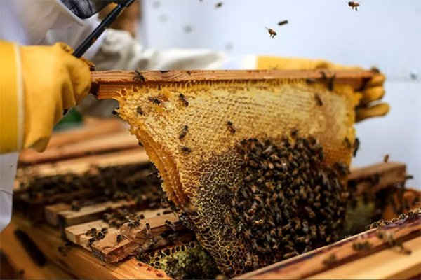 برداشت عسل از زنبورستان‌های ارسنجان