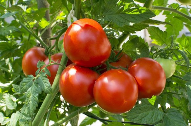 تولید گوجه فرنگی گواهی شده در خرامه