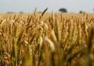 خرید تضمینی بیش از ۵۱۲ هزار تُن گندم از کشاورزان فارس