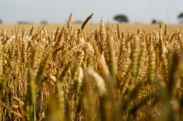 خرید تضمینی بیش از ۵۱۲ هزار تُن گندم از کشاورزان فارس