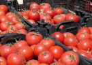برداشت گوجه فرنگی از مزارع سرچهان