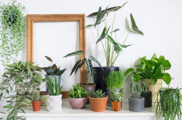 گیاهان آپارتمانی که هوا را خنک می کنند