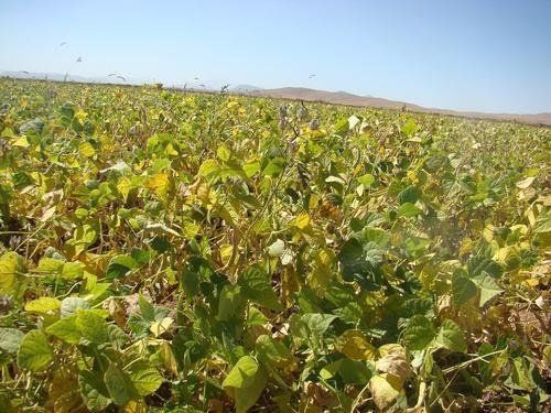 برداشت لوبیا از سطح ۲۵۰ هکتار مزارع سرچهان