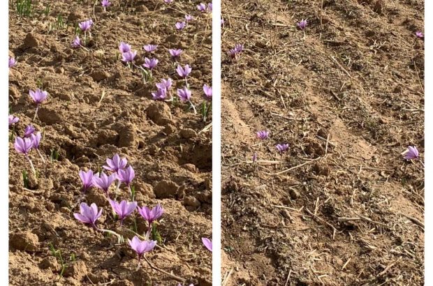 طرح تحقیقاتی افزایش میزان گلدهی زعفران در دهستان خیر استهبان
