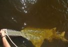 صید جانور نادر دریایی توسط یک ماهیگیر + فیلم