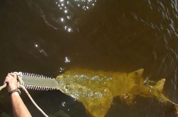 صید جانور نادر دریایی توسط یک ماهیگیر + فیلم