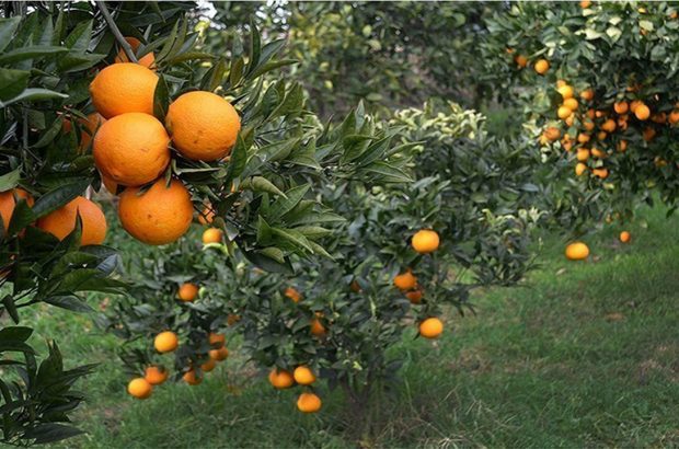 برداشت ۹ هزار تن نارنج در استان فارس