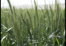 کشت بذر پرورشی گندم در منطقه بهمن