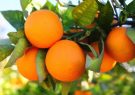 داراب، رتبه نخست تولید پرتقال فارس
