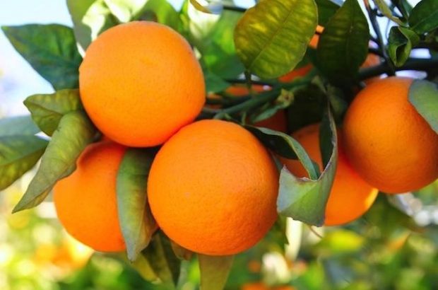داراب، رتبه نخست تولید پرتقال فارس