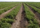 پورجشنی: قرارداد واگذاری ۱۷هکتار از اراضی زراعی سرچهان لغو شد