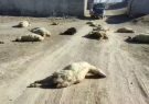 واژگونی تانکر مواد شیمیایی در بوانات فارس/ ۵۰ راس دام بر اثر مصرف آب آلوده تلف شدند