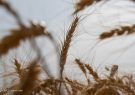 پیش بینی برداشت بیش از ۲۵ هزارتن گندم تا پایان فصل در شهرستان مهر
