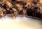 تولید سالانه ۸۰۰ تن عسل در فسا