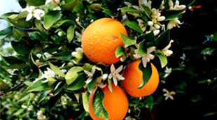 پویش بهار نارنج در شیراز