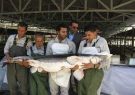 رتبه اول فارس در تولید خاویار و گوشت ماهیان خاویاری