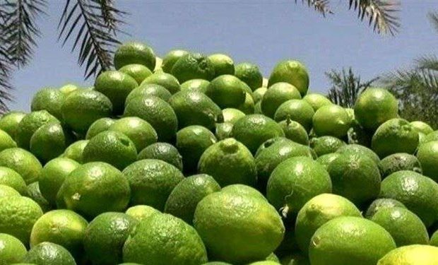 صادرات لیموی جهرم به ارمنستان