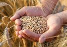 آغاز خرید گندم بذری در فارس