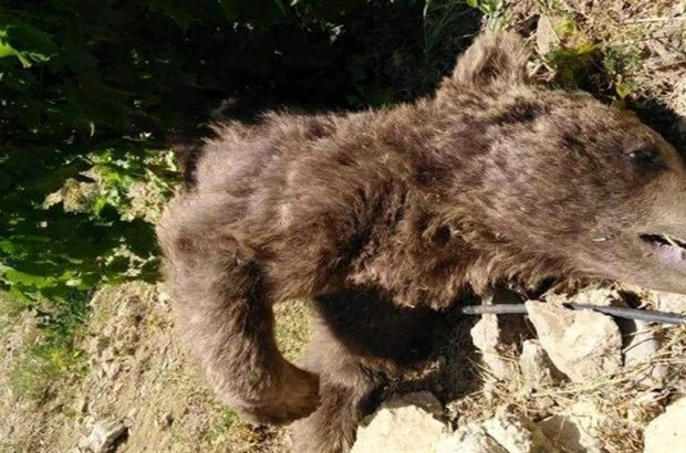 لاشه دو فرد خرس قهوه‌ای در مرودشت پیدا شد