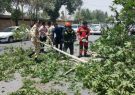 باد در شیراز ۱ کشته و ۲ مصدوم برجا گذاشت