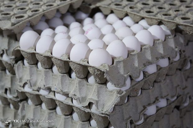 بر اساس مصوبات تنظیم بازار؛ زنجیره تخم‌مرغ به بخش خصوصی واگذار شد