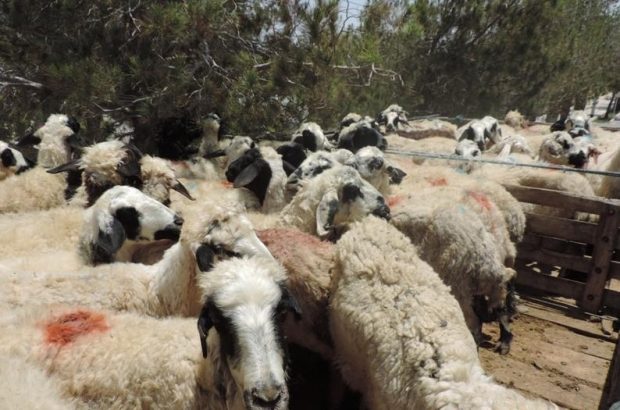 کشف ۱۸۳ راس گوسفند قاچاق در خنج