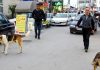 حمله سگ‌های ولگرد؛ کابوسی که مردم را تهدید می‌کند