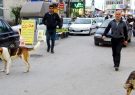 حمله سگ‌های ولگرد؛ کابوسی که مردم را تهدید می‌کند