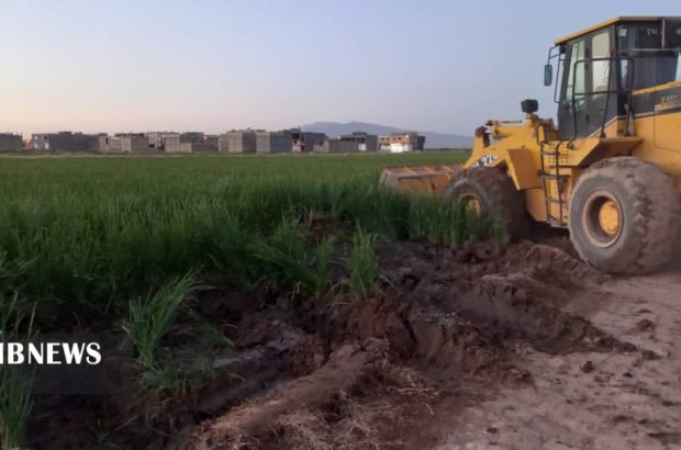 تخریب مزرعه برنج آلوده در شهرستان شیراز