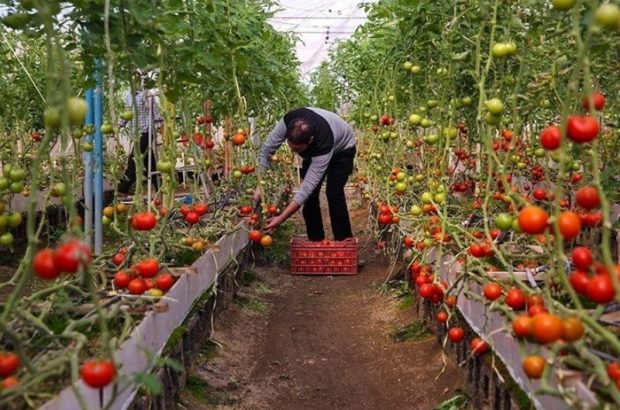 متقاضیان احداث گلخانه در فارس تسهیلات دریافت می‌کنند
