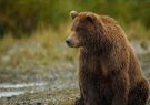 حمله خرس قهوه‌ای به مرد ۳۵ ساله در مرودشت