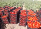 برداشت گوجه فرنگی در شمال فارس