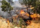 کاهش ۹۷ درصد‌ی آتش‌سوزی جنگل‌های فارس