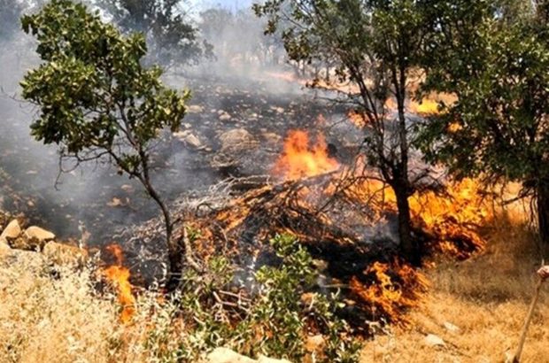 کاهش ۹۷ درصد‌ی آتش‌سوزی جنگل‌های فارس