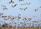 سرشماری پرندگان آبزی و کنارآبزی در فارس آغاز شد